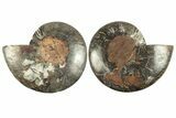 Cut & Polished Ammonite Fossil - Unusual Black Color #256302-1